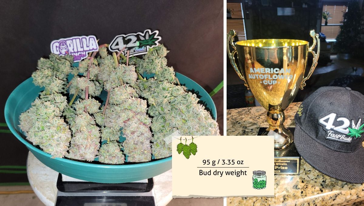 Gorilla Punch Auto cannabis strain: yield | a mature indoor plant and a closeup of its frosty medium-purple bud