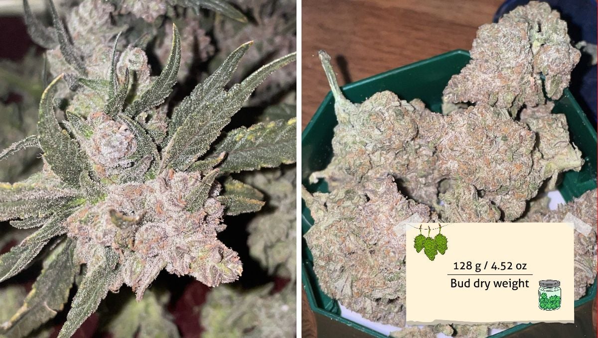 Gorilla Punch Auto cannabis strain: yield | a marijuana cola before harvest and a bunch of sugared and super dense dry buds with a light-purple hue