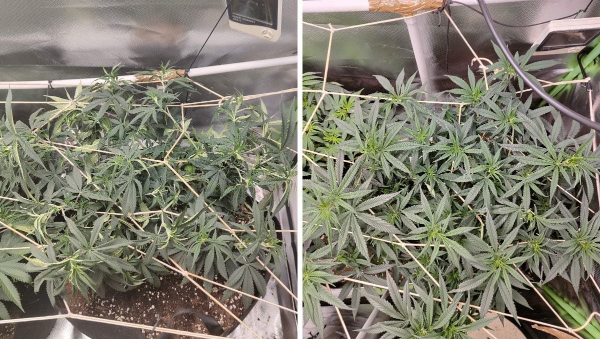 Tropicana Cookies FF cannabis strain: mid veg | weeks 3-6 | an indoor marijuana plant spreading across the ScrOG net