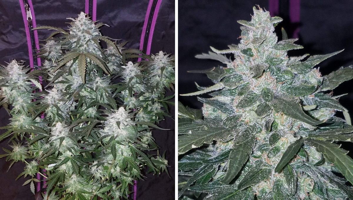 Pineapple Express Auto Cannabis Strain Week-by-Week Guide | Fast Buds