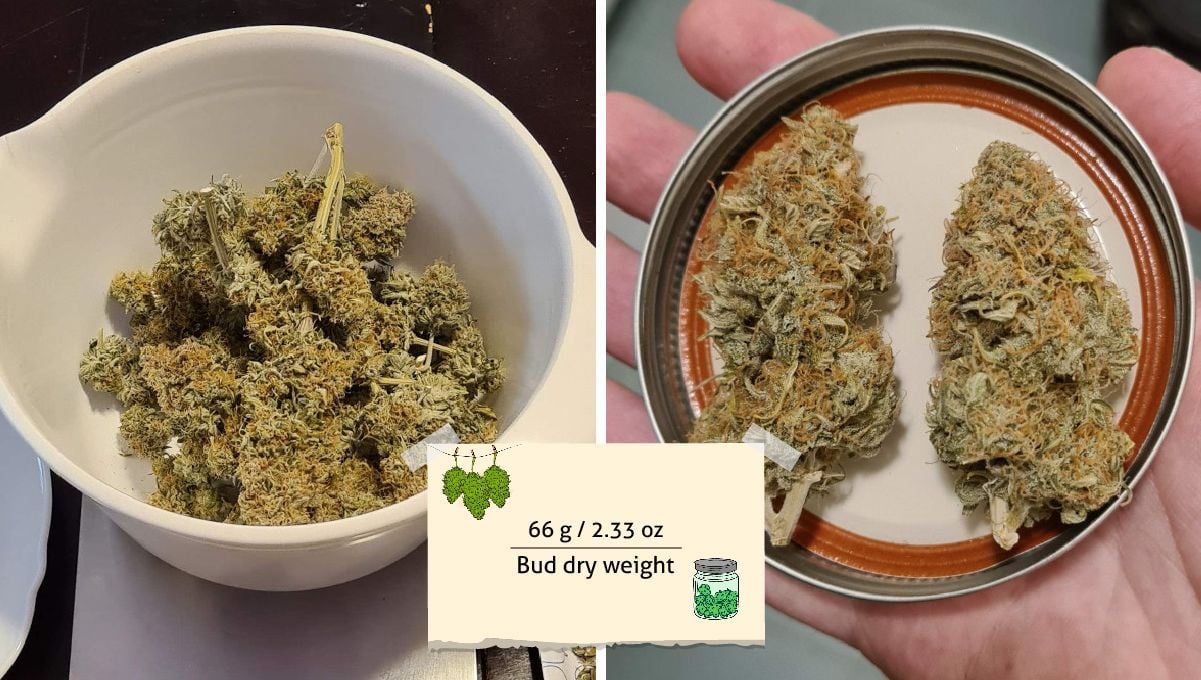 Super Lemon Haze Auto cannabis strain: harvest | a handful of dry buds inside a plastic measuring cup and a closeup of two such buds on a jar cap