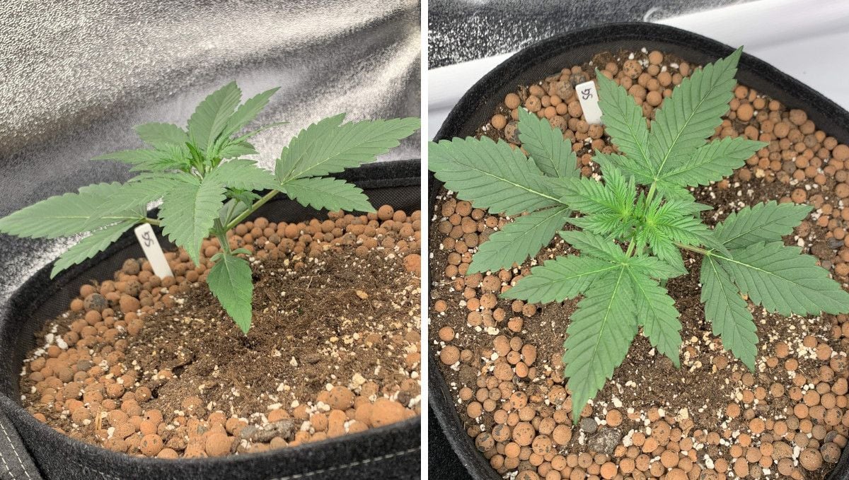 Strawberry Gorilla Auto Cannabissorte: Frühes Wachstum | Woche 2 | eine kräftige und gesunde Indoor-Autoflower