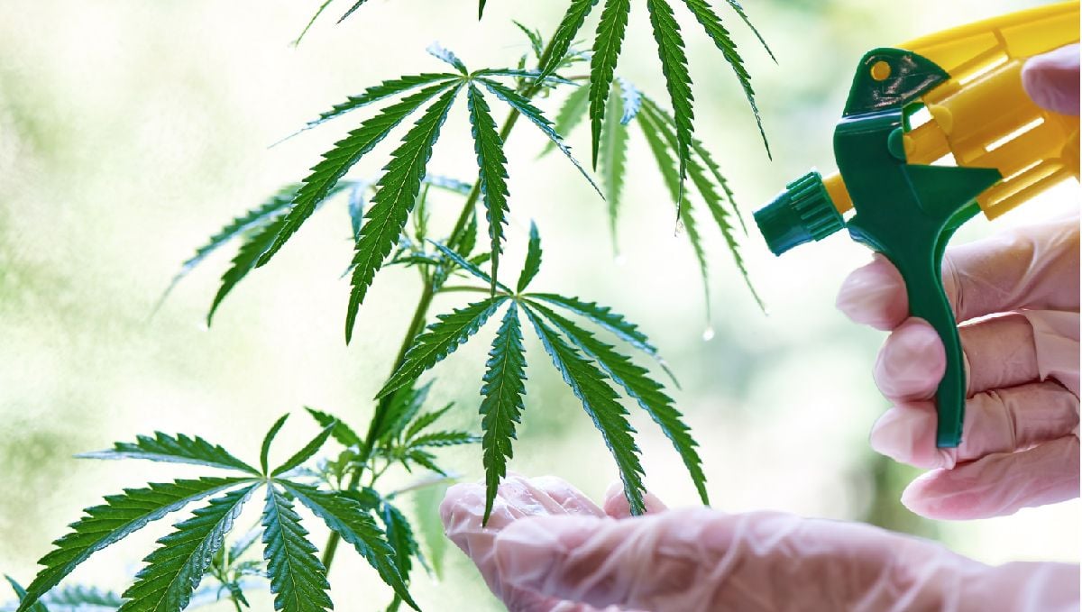 Crop steering cannabis: foliar sprays