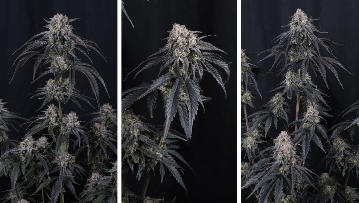 mango frost