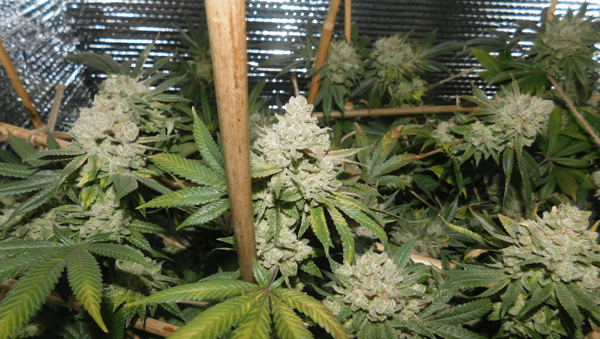 The top 5 most popular autoflower strains: gorilla glue auto