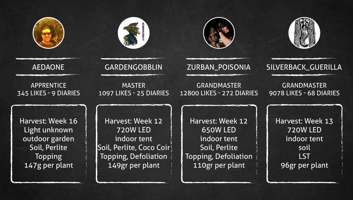 GG4 Sherbet FF cannabis strain: outcome