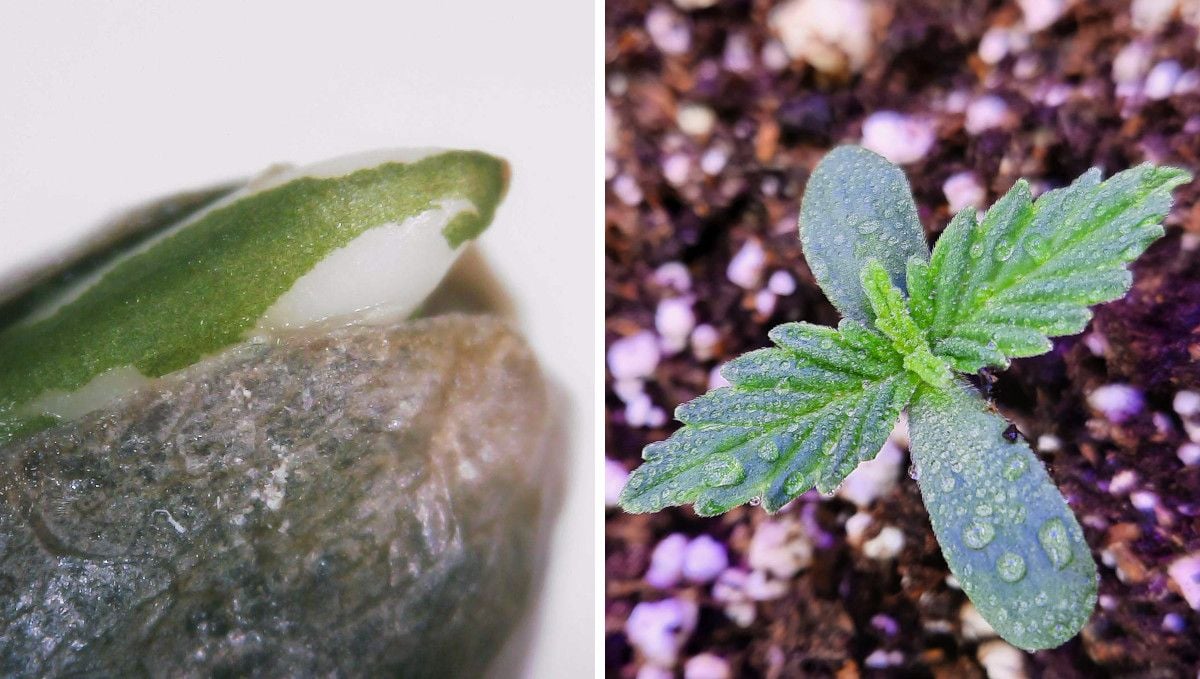 Strawberry Gorilla Auto Cannabissorte: Keimung und Keimlingsphase | Woche 1 | Ein aufbrechender Samen und ein Cannabiskeimling