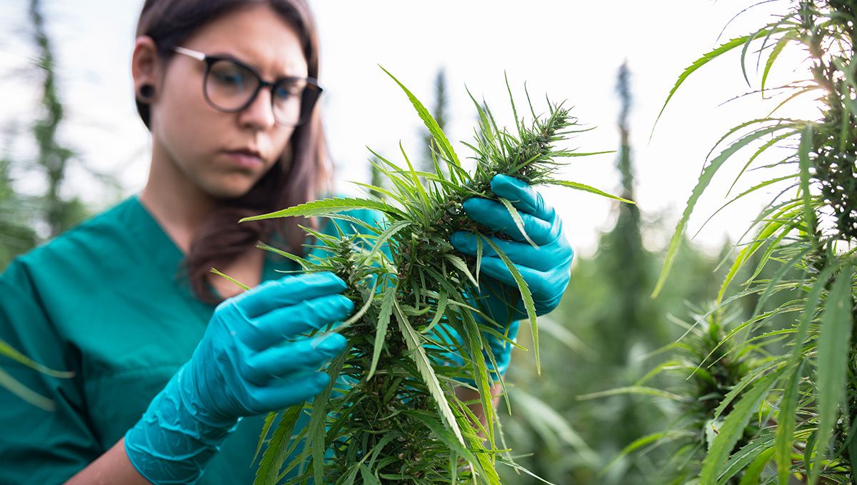 2021 Saw the Highest Number of Research Papers on Cannabis: A young woman in glasses inspecting Cannabis Sativa flowers and holding a cola in her gloved hands