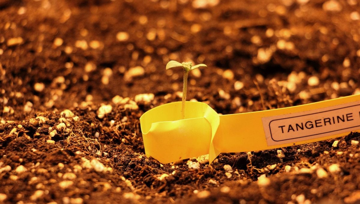 Tangerine Dream Auto cannabis strain: germination and seedling stage | week 1 | a sprout with a name tag emerging from the ground