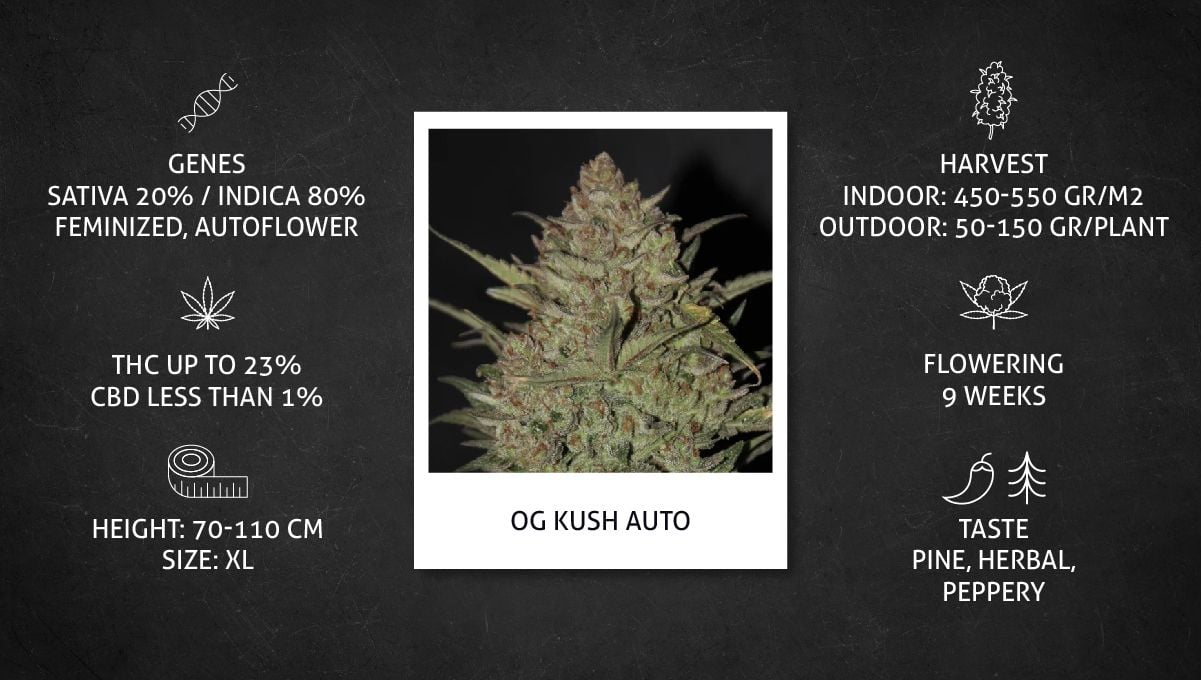 OG Kush Auto Cannabis Strain specs sheet OG Kush Auto Cannabis Strain specs sheet
