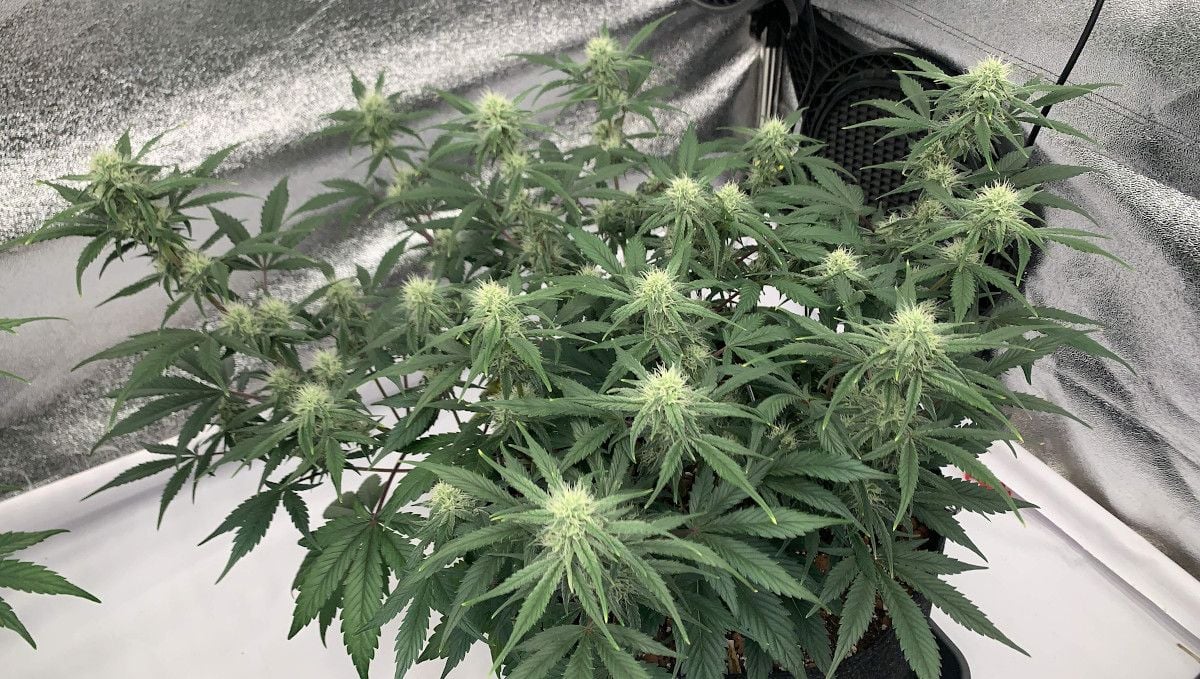 Strawberry Gorilla Auto Cannabissorte: Frühe Blüte | Wochen 6-7 | Innenraum-Marihuanapflanze von oben gesehen