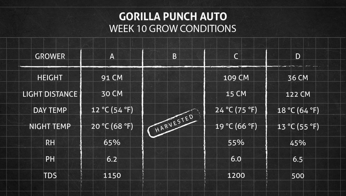 Gorilla Punch Auto cannabis strain: weeks 10+ grow conditions