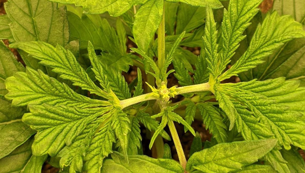 Gorilla Cookies FF cannabis strain: mid veg | a plant's top after a FIM procedure