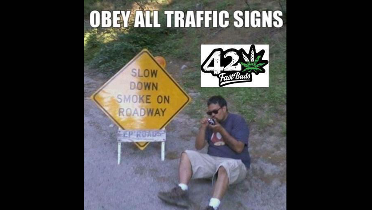 40. günde yarışmaya hazır gözüken sağlıklı bir kenevir bitkisi.