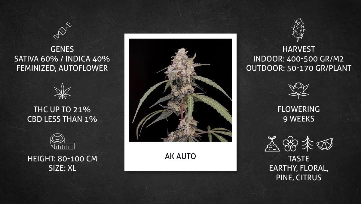 Learn All About AK-47, A True Classic Cannabis Strain - RQS Blog