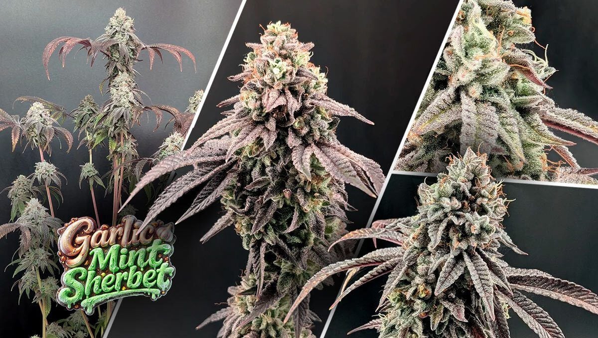 Garlic Mint Sherbet