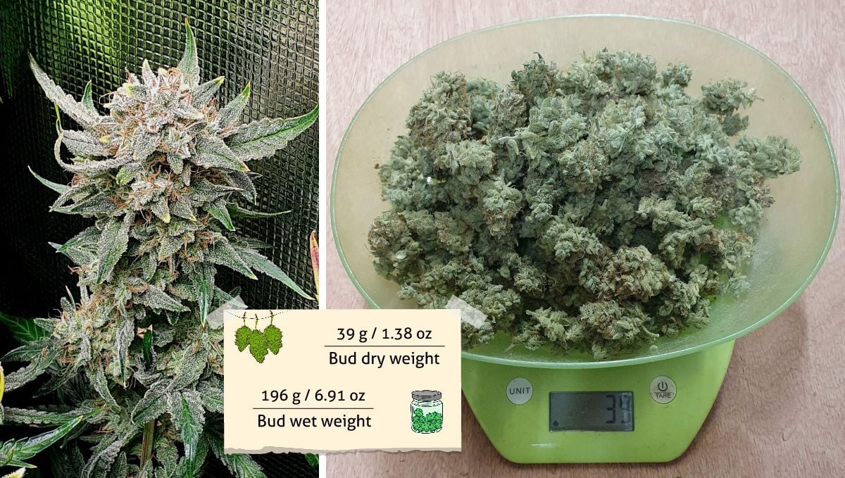 Cherry Cola Auto cannabis strain: yield | a mature purple bud still on the plant and a bowl of dried marijuana buds on the scales
