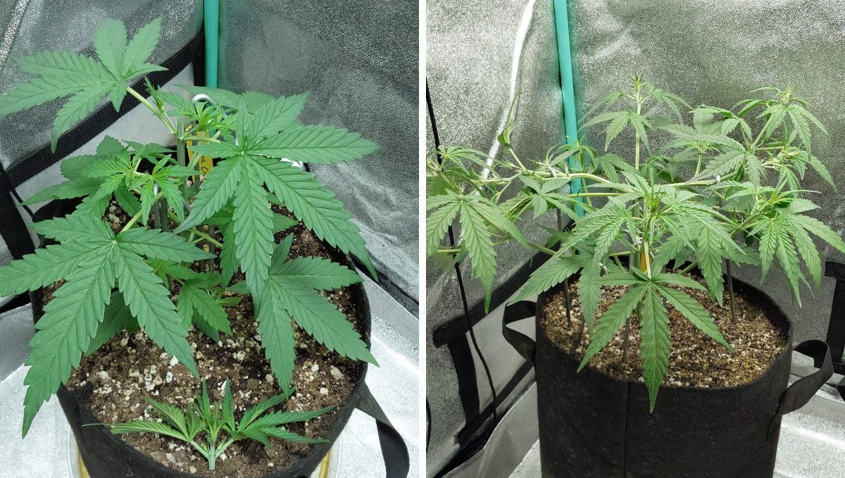 Mimosa Cake Auto cannabis strain: early veg | weeks 3-4 | an autoflower growing rapidly after a topping