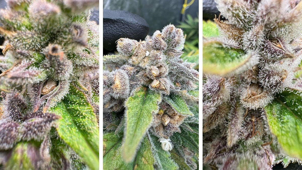 Gorilla Cookies kukinnot siemenien kanssa