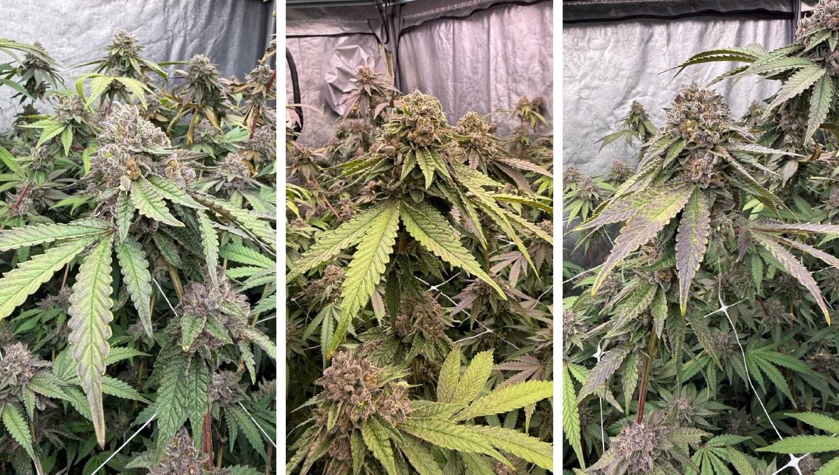 Collages aac.jpg biscotti gelato fem