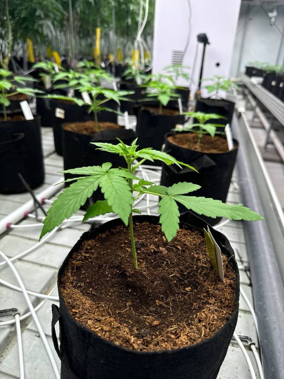 Lemon Cherry Cookies Auto