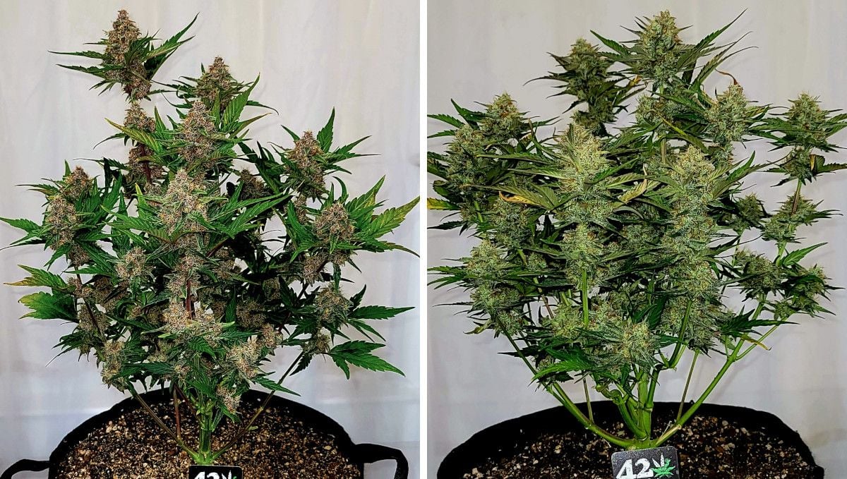 Purple Punch Auto Cannabis Strain Week-by-Week Guide: A side-by-side comparison of two autoflowers that are ready for harvest, one purple, and the other green