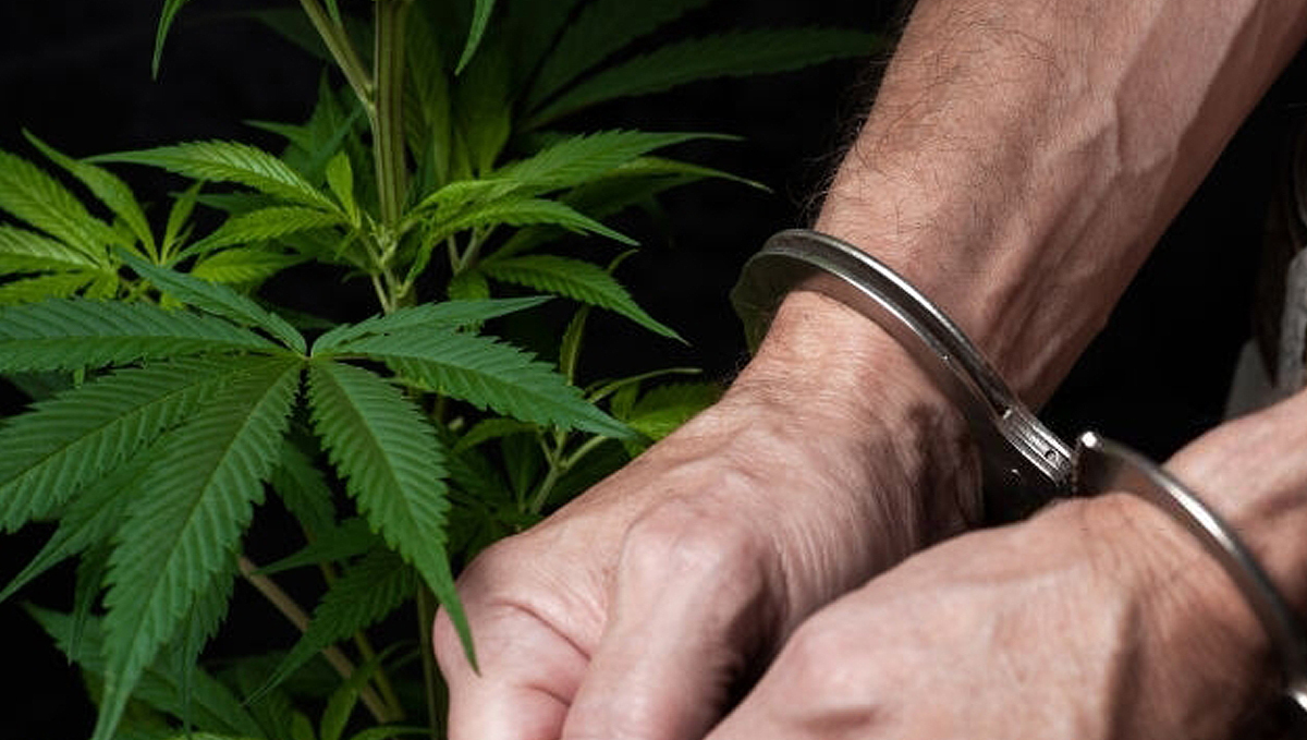 Los Angeles County DA Will Erase 58,000 Pot Convictions: handcuffs out on man's wrists with a cannabis plant in the foreground