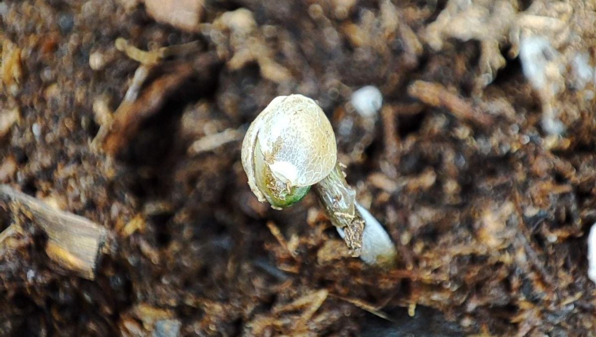 Orange Sherbet FF cannabis strain: germination and seedling stage | week 1 | sprouted with the helmet head on