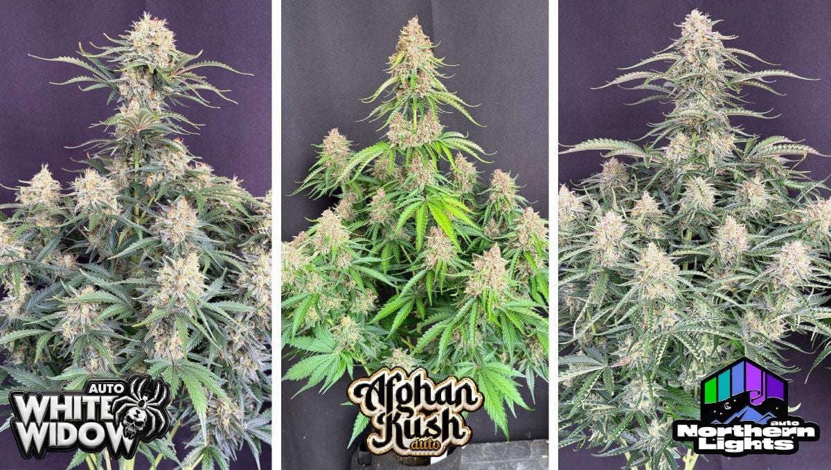 White Widow Auto, Afghan Kush Auto ja Northern Lights Auto