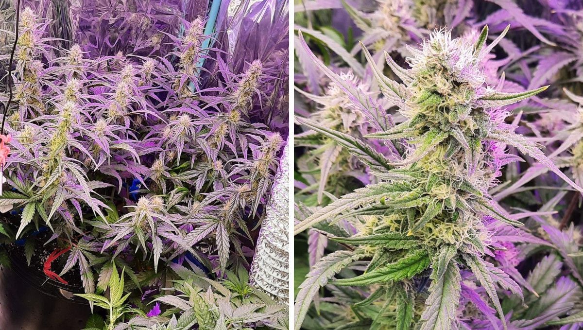 Strawberry Gorilla Auto Cannabissorte: Frühe Blüte | Wochen 6-7 | Nahaufnahmen von unreifen Blüten