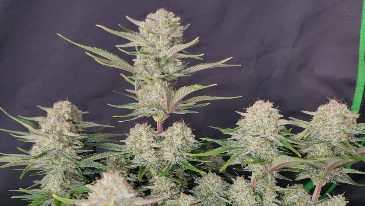 Top 5 best indica autoflower strains: Apricot Auto Top 5 best indica autoflower strains: Apricot Auto