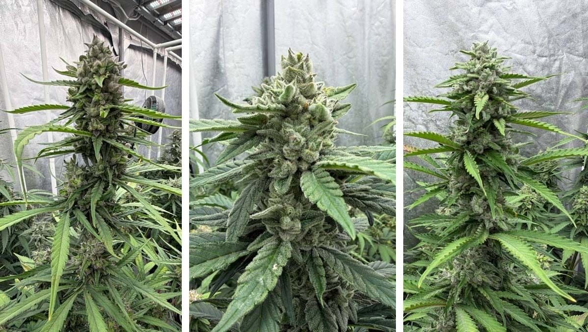 Floraison de Gorilla Cookies 