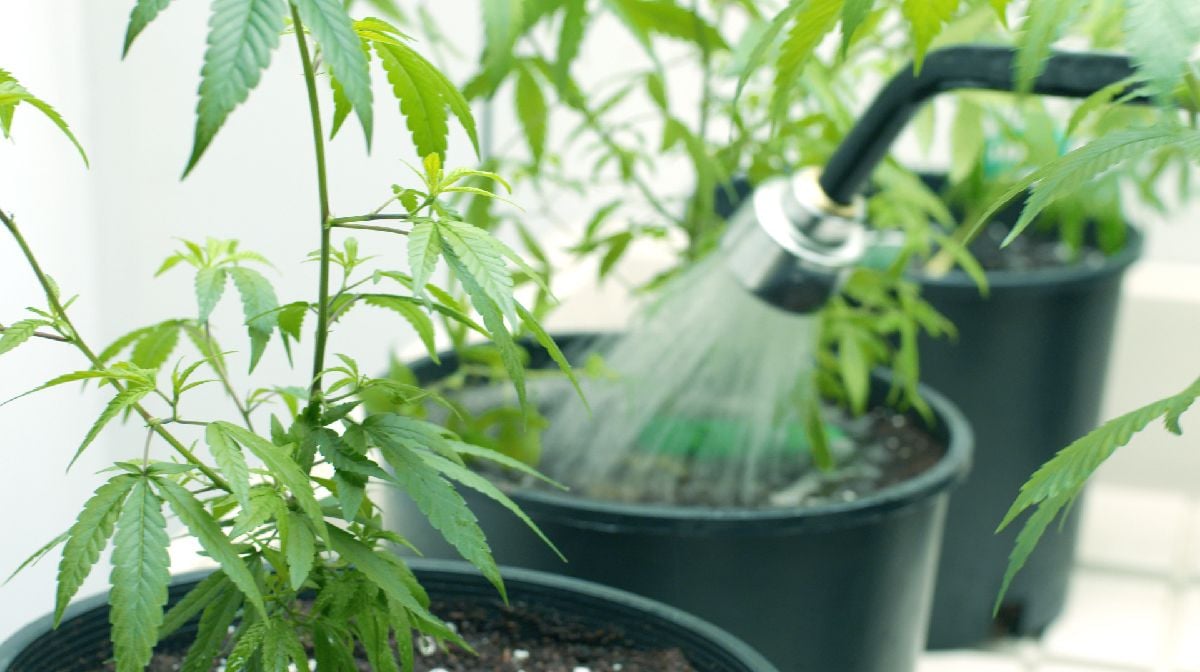 Foliar feeding guide: conventional watering