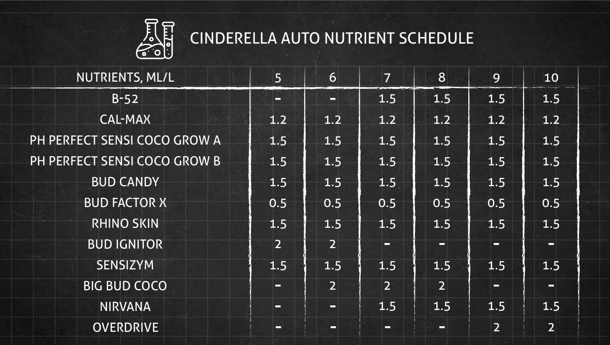 Cinderella Auto cannabis strain: feeding chart for the flowering stage