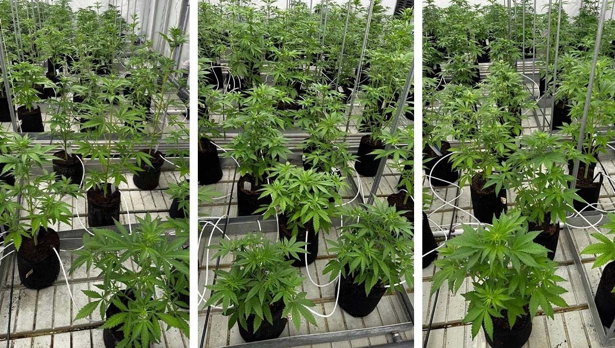 Defoliering
