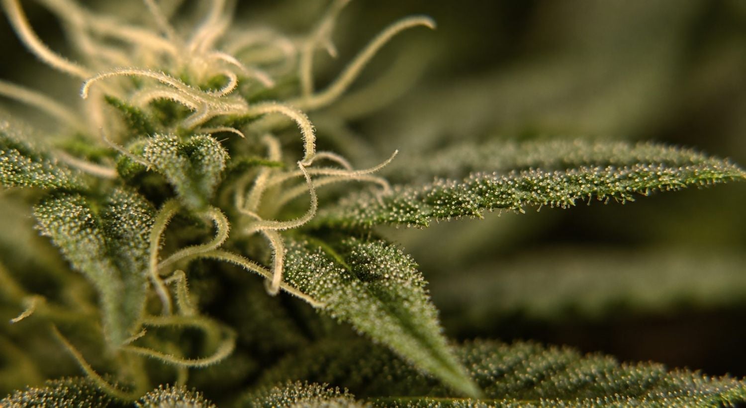 Kako prepoznati kada autoflower cveta: nedelja 7