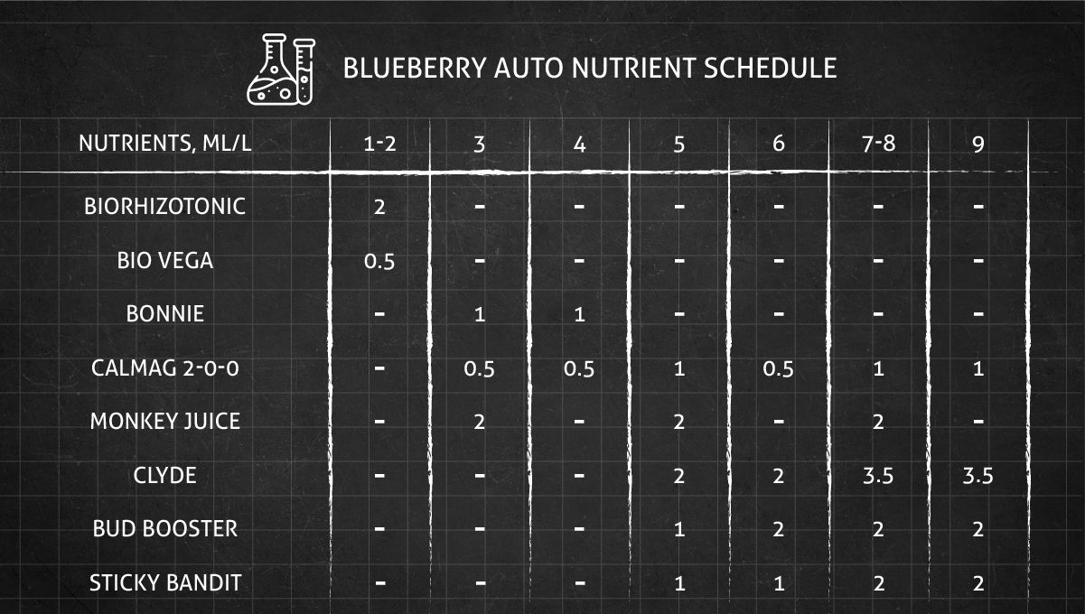 Blueberry Auto cannabis strain: feeding chart for the vegetative and flowering stage