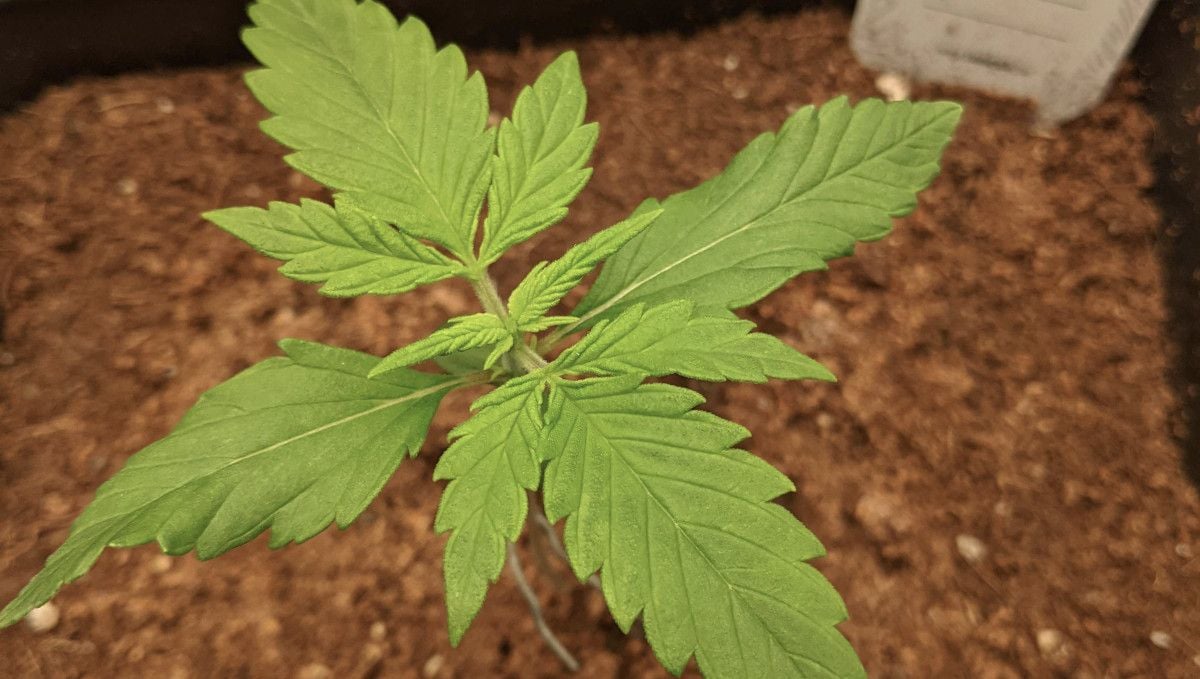 Tropicana Cookies Auto cannabis strain: early veg | week 2 | a two-week-old autoflower grown in coco coir