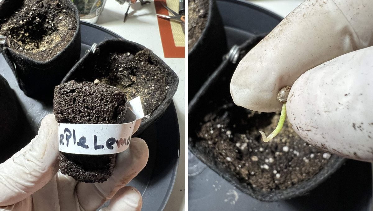 Purple Lemonade FF cannabis strain: germination and seedling stage | week 1 | seeds transferred from soil plugs into final pots