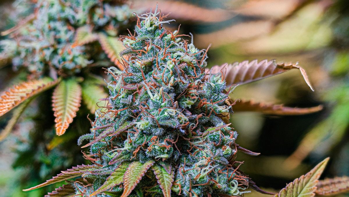 15 Best Strains for Male Arousal in 2022 Fast Buds