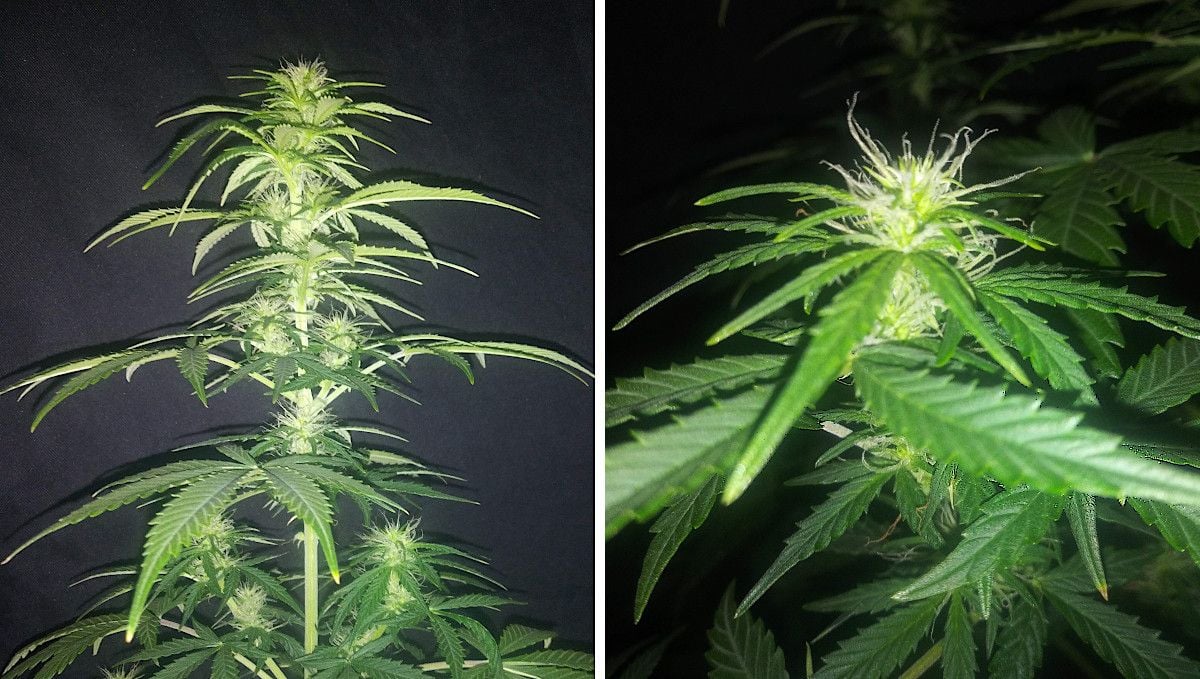Critical Auto Cannabis Strain Week-by-Week Guide: The main cola of a pot plant in the early stages of flowering and a closeup of a bud full of white pistils