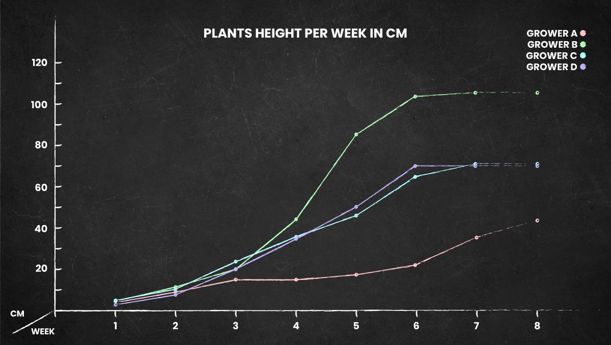Mimosa Cake Auto cannabis strain: height chart for the whole life cycle