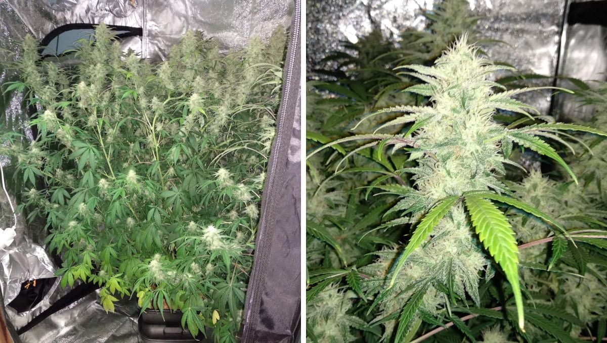 Tangerine Dream Auto Cannabis Strain WeekbyWeek Guide Fast Buds