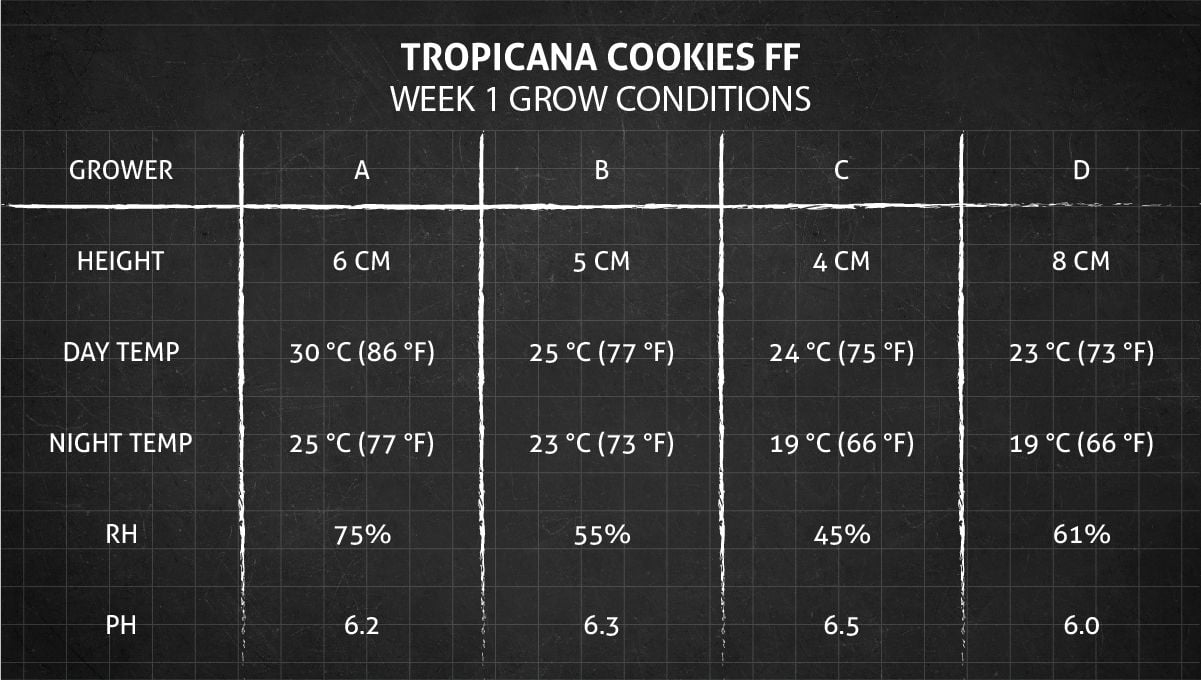Tropicana Cookies FF cannabis strain: week 1 grow conditions
