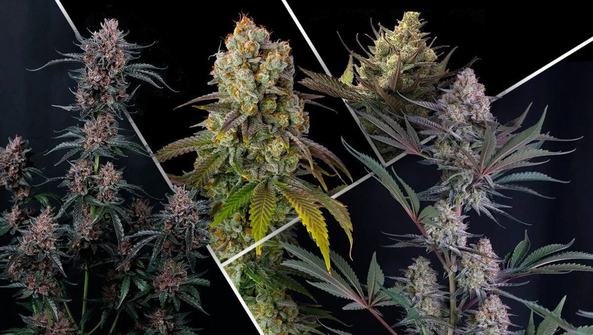 What Makes an Indoor Strain Great?