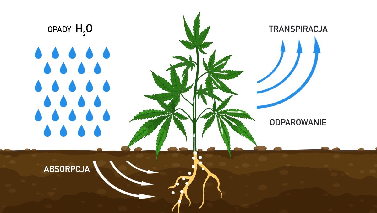 Wyjaśnij Znaczenie Podanych Pojęć Transpiracja Sukulenty Sklerofity Jak Zwiększyć Plony Konopi Za Pomocą CO2 | Fast Buds