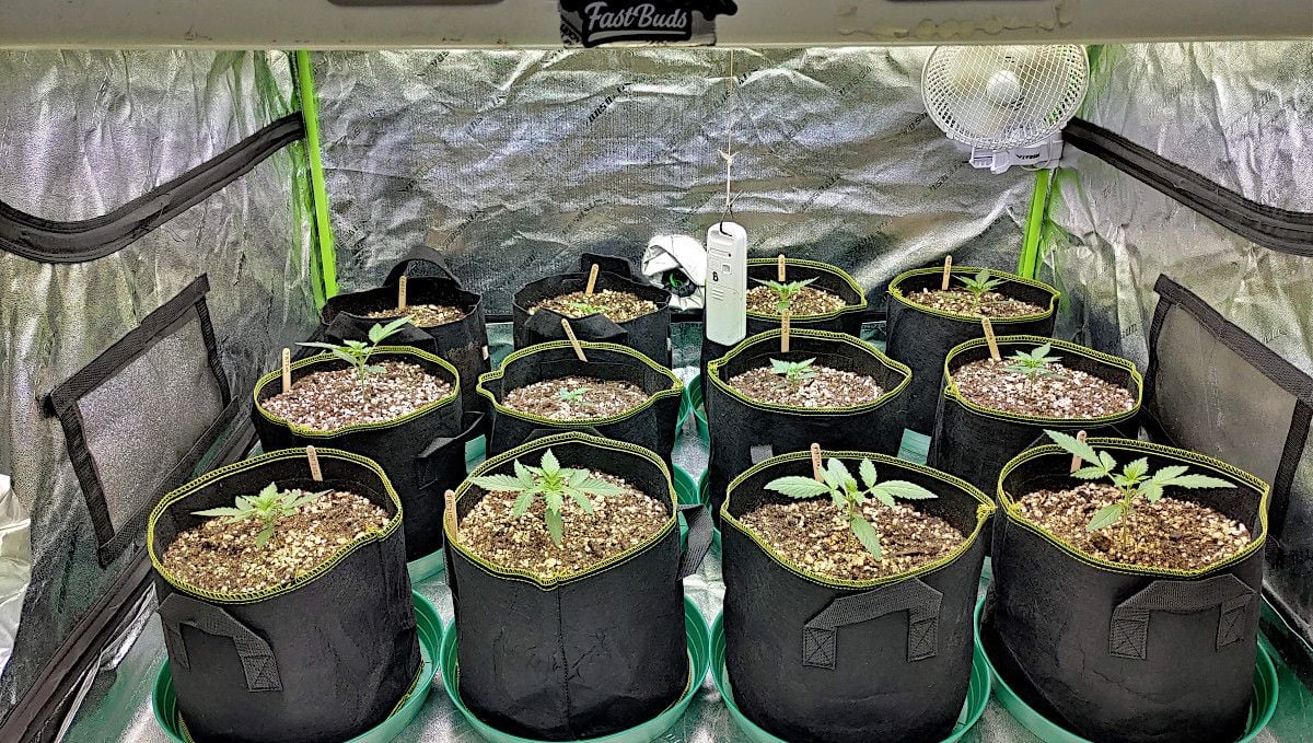 Forbidden Runtz Auto Cannabis Strain Week-by-Week Guide: 12 young autoflowers cultivated SOG-style in a tent in fabric pots