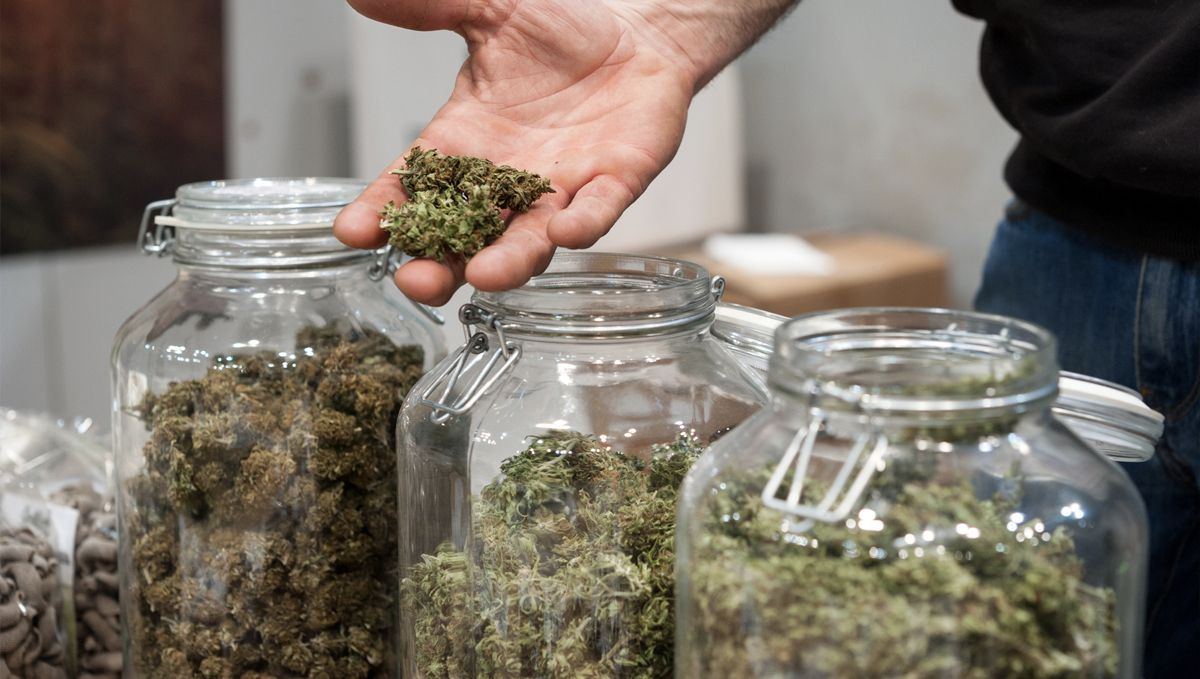 España busca legalizar el cannabis: la relación de España con el cannabis