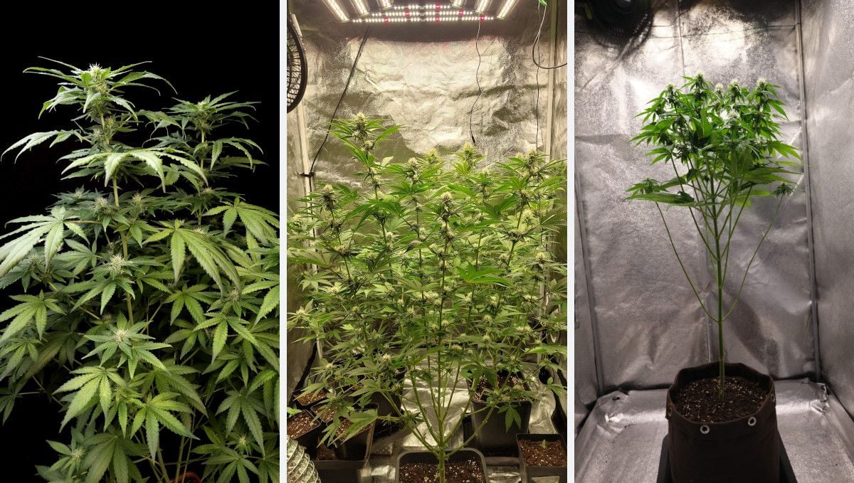 Orange Sherbet FF cannabis strain: early flower | weeks 8-9 | three different plants showcasing different amount of stretch in flower