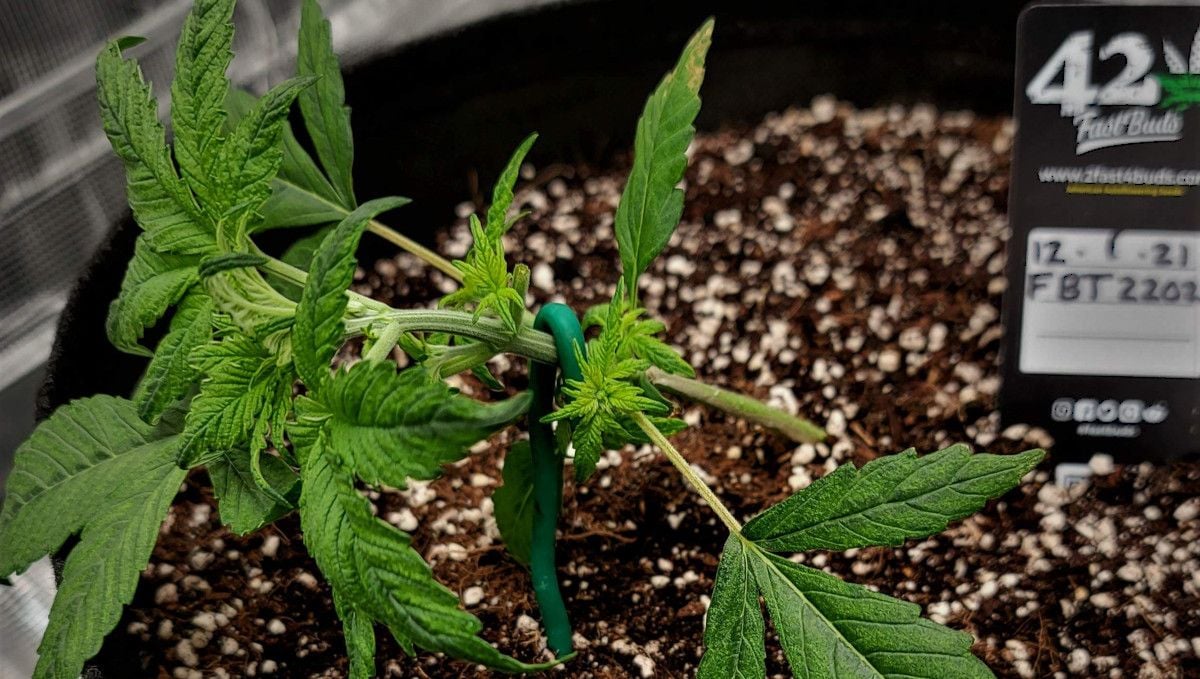 Banana Purple Punch Auto cannabis strain: mid veg | weeks 3-4 | young plant gets LSTd